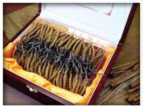 凭祥冬虫夏草回收